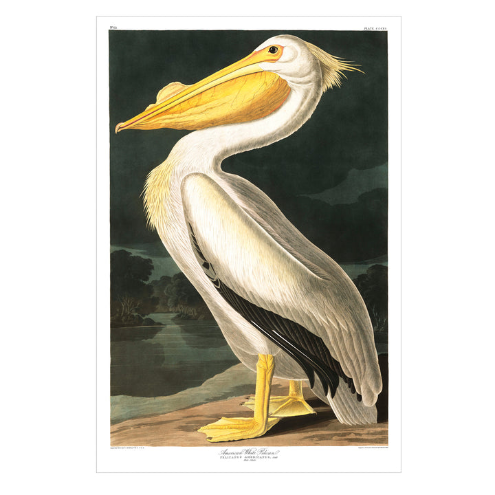 Pelican vintage print poster