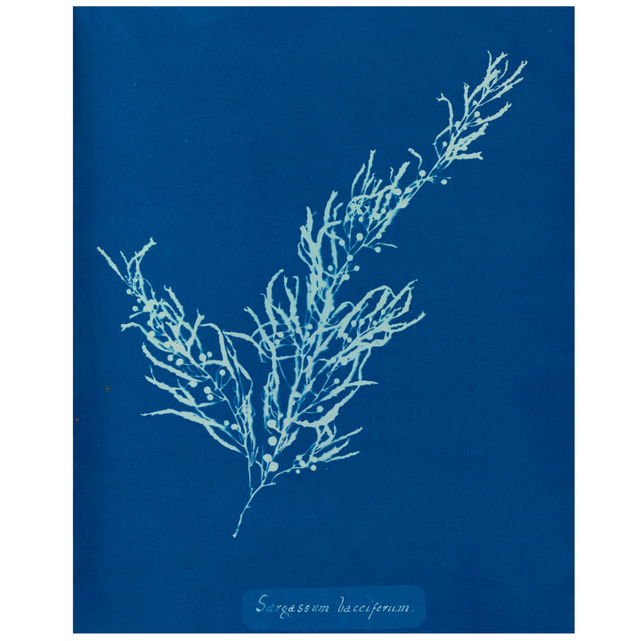 Algae - Sargassum Bacciferum vintage print