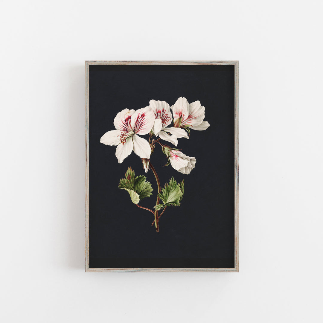 Pelargonium art print