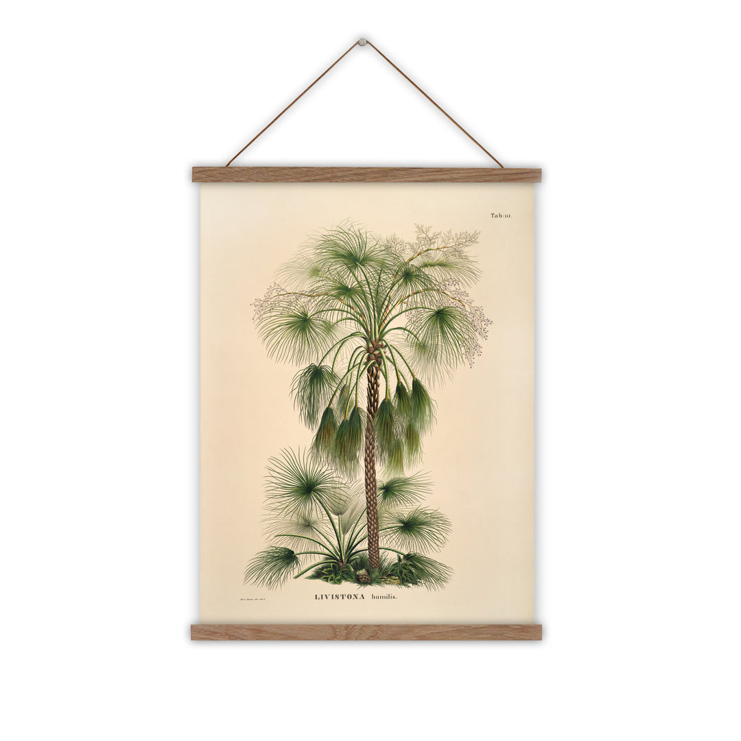 Vintage palm tree wall chart