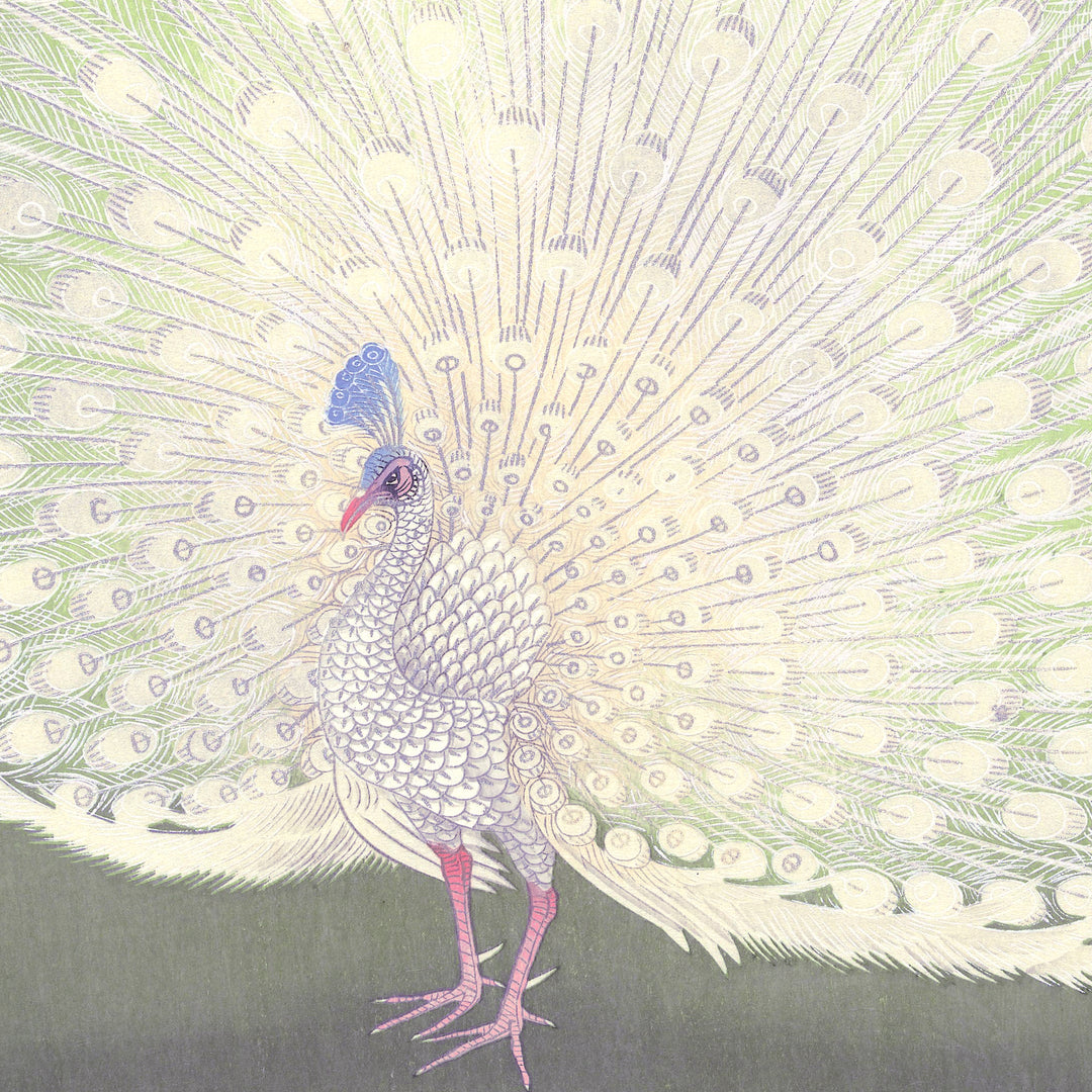 Painting of a white peacock by Ohara Koson on a grey green background